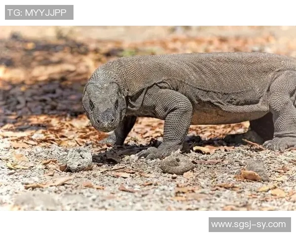 灰熊的栖息地与生态习性研究：保护与人类活动的平衡探索